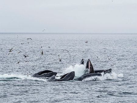 simsearch:841-09147472,k - Humpback whales, Megaptera novaeangliae, cooperatively bubble-net feeding in Chatham Strait, Alaska, United States of America Photographie de stock - Rights-Managed, Code: 841-09255485