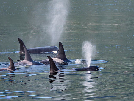 Resident killer whale pod, Orcinus orca, surfacing in Chatham Strait, Southeast Alaska, United States of America Foto de stock - Con derechos protegidos, Código: 841-09255486