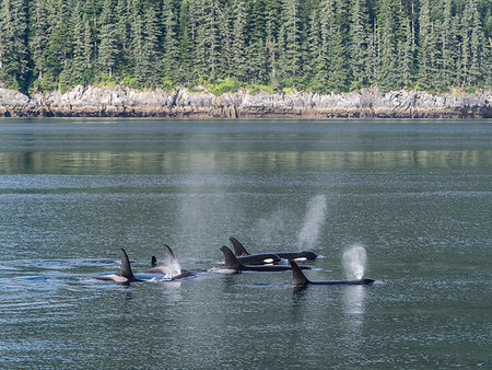 simsearch:841-09255500,k - Resident killer whale pod, Orcinus orca, surfacing in Chatham Strait, Southeast Alaska, United States of America Photographie de stock - Rights-Managed, Code: 841-09255488
