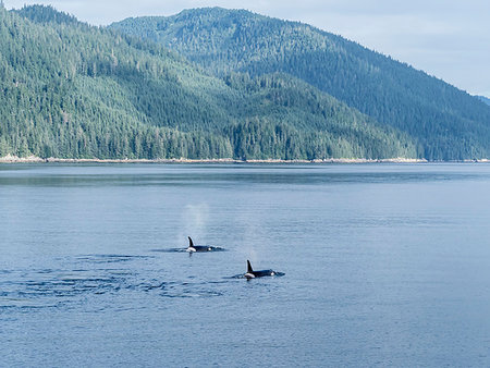 simsearch:841-09255500,k - Resident killer whale pod, Orcinus orca, surfacing in Chatham Strait, Southeast Alaska, United States of America Photographie de stock - Rights-Managed, Code: 841-09255489