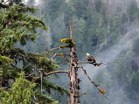 simsearch:841-09147472,k - Adult bald eagle, Haliaeetus leucocephalus, Misty Fjords National Monument, Southeast Alaska, United States of America Photographie de stock - Rights-Managed, Code: 841-09255481