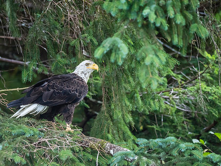 simsearch:841-09086365,k - Bald eagle, Haliaeetus leucocephalus, surveying the sea in the Inian Islands, Cross Sound, Southeast Alaska, United States of America Photographie de stock - Rights-Managed, Code: 841-09255482