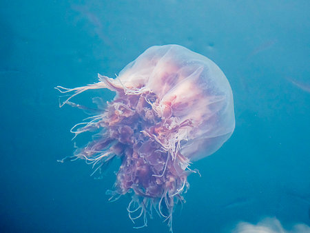 simsearch:841-09147472,k - Lion's mane jellyfish, Cyanea capillata, is the largest known species of jellyfish. Petersburg, Southeast Alaska, United States of America Photographie de stock - Rights-Managed, Code: 841-09255496