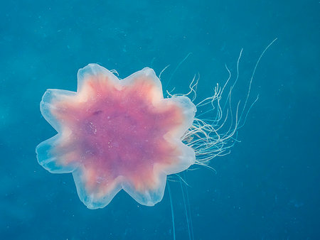 simsearch:841-09086365,k - Lion's mane jellyfish, Cyanea capillata, is the largest known species of jellyfish. Petersburg, Southeast Alaska, United States of America Photographie de stock - Rights-Managed, Code: 841-09255497