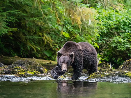 simsearch:841-03061576,k - Adult brown bear, Ursus arctos, looking for salmon at Lake Eva, Baranof Island, Southeast Alaska, United States of America Photographie de stock - Rights-Managed, Code: 841-09255491