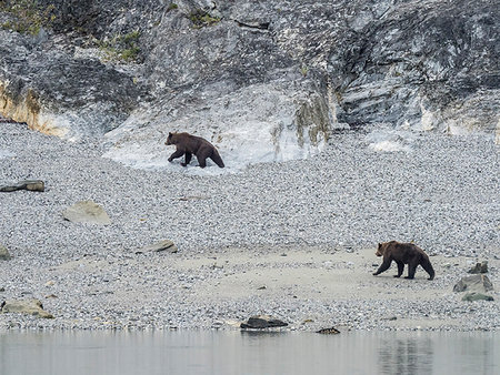 simsearch:841-08729628,k - Adult brown bears, Ursus arctos, foraging at low tide in Glacier Bay National Park, Southeast Alaska, United States of America Photographie de stock - Rights-Managed, Code: 841-09255493