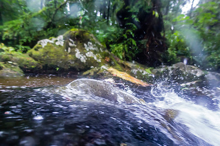 sitka - View of a male pink salmon, Oncorhynchus gorbuscha, in the Indian River spawning near Sitka, Alaska, United States of America Photographie de stock - Rights-Managed, Code: 841-09255504