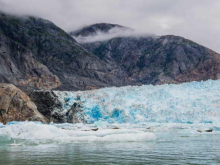 simsearch:841-07080840,k - Adult harbour seals, Phoca vitulina, hauled out on ice at South Sawyer Glacier, Tracy Arm, Alaska, United States of America Foto de stock - Con derechos protegidos, Código: 841-09255509