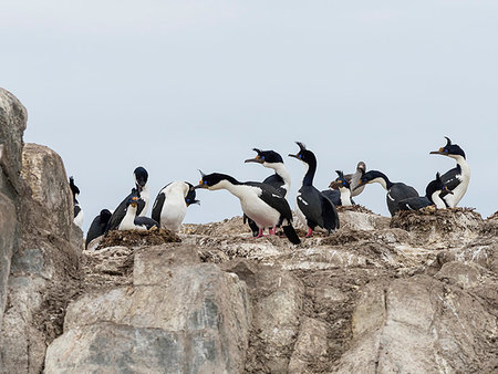 simsearch:841-09255543,k - Nesting Imperial shag, Phalacrocorax atriceps, on small islet in the Beagle Channel, Ushuaia, Argentina, South America Stock Photo - Rights-Managed, Code: 841-09255529