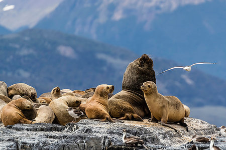 simsearch:841-09135178,k - South American sea lions, Otaria flavescens, hauled out on a small islet in the Beagle Channel, Ushuaia, Argentina, South America Foto de stock - Con derechos protegidos, Código: 841-09255534