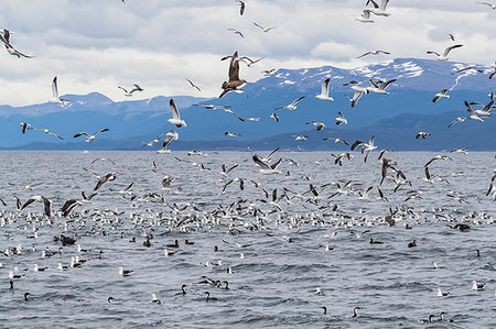 simsearch:841-09135178,k - Adult Chilean skua, Stercorarius chilensis, harassing kelp gulls to force regurgitation, Beagle Channel, Argentina, South America Foto de stock - Con derechos protegidos, Código: 841-09255538