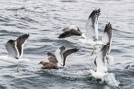 simsearch:841-07206019,k - Adult Chilean skua, Stercorarius chilensis, harassing kelp gulls to force regurgitation, Beagle Channel, Argentina, South America Stockbilder - Lizenzpflichtiges, Bildnummer: 841-09255539