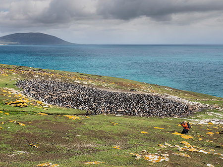 Southern rockhopper penguins, Eudyptes chrysocome, with photographer on Saunders Island, Falkland Islands, South Atlantic Ocean Stock Photo - Rights-Managed, Code: 841-09255547