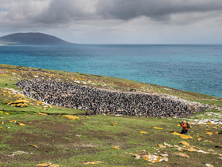 simsearch:841-09255547,k - Southern rockhopper penguins, Eudyptes chrysocome, with photographer on Saunders Island, Falkland Islands, South Atlantic Ocean Stock Photo - Rights-Managed, Code: 841-09255547