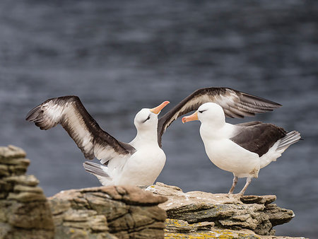 simsearch:841-09135090,k - Black-browed albatross, Thalassarche melanophris, courtship display on New Island, Falkland Islands, South Atlantic Ocean Foto de stock - Con derechos protegidos, Código: 841-09255548