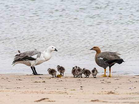 simsearch:841-09147488,k - A pair of upland geese, Chloephaga picta, with goslings on New Island, Falkland Islands, South Atlantic Ocean Photographie de stock - Rights-Managed, Code: 841-09255542