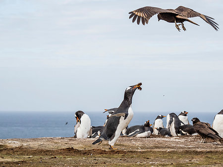 simsearch:841-09135075,k - An adult striated caracara, Phalcoboenus australis, harassing a gentoo penguin, New Island, Falkland Islands, South Atlantic Ocean Photographie de stock - Rights-Managed, Code: 841-09255559