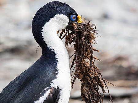 simsearch:841-09255598,k - Adult blue-eyed shag, Leucocarbo atriceps, gathering nesting material at Ocean Harbour, South Georgia Island, Atlantic Ocean Photographie de stock - Rights-Managed, Code: 841-09255568