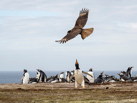 simsearch:841-09135075,k - An adult striated caracara, Phalcoboenus australis, harassing a gentoo penguin, New Island, Falkland Islands, South Atlantic Ocean Photographie de stock - Rights-Managed, Code: 841-09255560