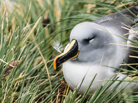 simsearch:841-09147491,k - Adult grey-headed albatross, Thalassarche chrysostoma, on nest on tussock grass at Elsehul, South Georgia Island, Atlantic Ocean Photographie de stock - Rights-Managed, Code: 841-09255576