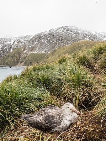 simsearch:841-09255578,k - Adult northern giant petrel, Macronectes halli, on nest in tussock grass at Elsehul, South Georgia Island, Atlantic Ocean Stock Photo - Rights-Managed, Code: 841-09255596