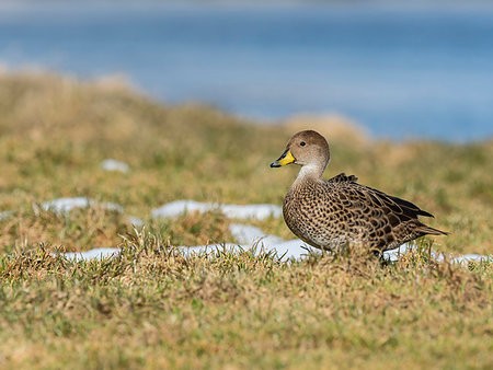 simsearch:841-09255600,k - An endemic adult South Georgia pintail, Anas georgica, at the whale station in Grytviken, South Georgia Island, Atlantic Ocean Foto de stock - Con derechos protegidos, Código: 841-09255599