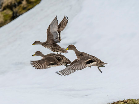 simsearch:841-09255598,k - An endemic adult South Georgia pintails, Anas georgica, in flight at Moltke Harbour, Royal Bay, South Georgia Island, Atlantic Ocean Photographie de stock - Rights-Managed, Code: 841-09255601