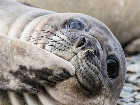 simsearch:841-09255577,k - Southern elephant seal pup, Mirounga leonina, recently weaned from mom, Jason Harbour, South Georgia Island, Atlantic Ocean Stock Photo - Rights-Managed, Code: 841-09255617