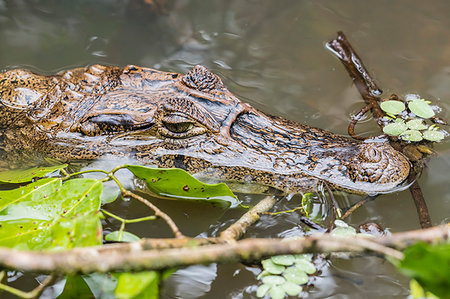 simsearch:841-09135158,k - An adult spectacled caiman, Caiman crocodilus, in Cano Chiquerra, Tortuguero National Park, Costa Rica, Central America Stock Photo - Rights-Managed, Code: 841-09255628