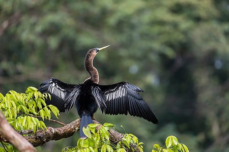 simsearch:841-09135147,k - An adult female anhinga, Anhinga anhinga, drying her wings in Tortuguero National Park, Costa Rica, Central America Stock Photo - Rights-Managed, Code: 841-09255620