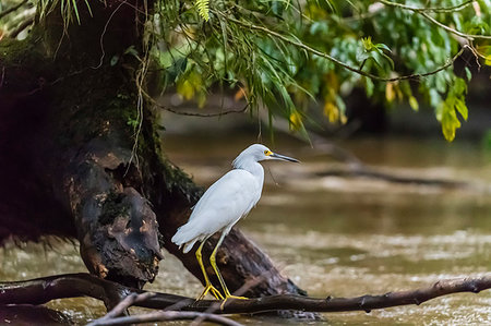 An adult snowy egret, Egretta thula, stalking prey in Tortuguero National Park, Costa Rica, Central America Foto de stock - Con derechos protegidos, Código: 841-09255642