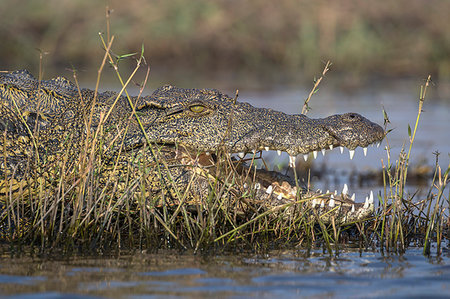 río chobe - Nile crocodile, Crocodylus niloticus,  Chobe river, Botswana, Southern Africa Foto de stock - Con derechos protegidos, Código: 841-09256864