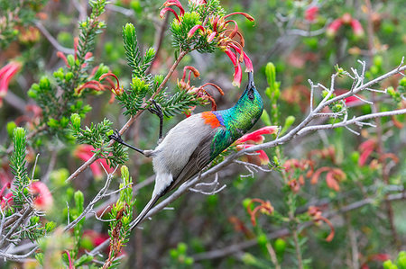 simsearch:841-09256870,k - Southern double collared sunbird, Cinnyris chalybeus, feeding, Kirstenbosch National Botanical Garden, Cape Town, South Africa Foto de stock - Direito Controlado, Número: 841-09256867