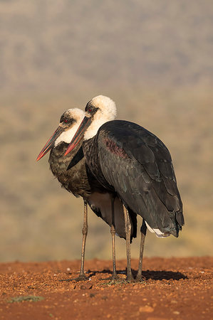 simsearch:841-02716708,k - Woolly necked stork, Ciconia episcopus,  Zimanga private game reserve, KwaZulu-Natal, South Africa Photographie de stock - Rights-Managed, Code: 841-09256869