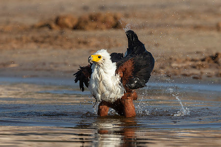 eagle river - African fish eagle, Haliaeetus vocifer, bathing, Chobe river, Botswana, Southern Africa Foto de stock - Direito Controlado, Número: 841-09256861