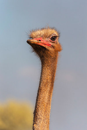 simsearch:841-06446137,k - Ostrich, Struthio camelus, male, Zimanga private game reserve, KwaZulu-Natal, South Africa Photographie de stock - Rights-Managed, Code: 841-09256863