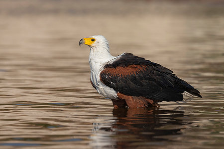 African fish eagle, Haliaeetus vocifer, bathing, Chobe river, Botswana, Southern Africa Photographie de stock - Rights-Managed, Code: 841-09256874