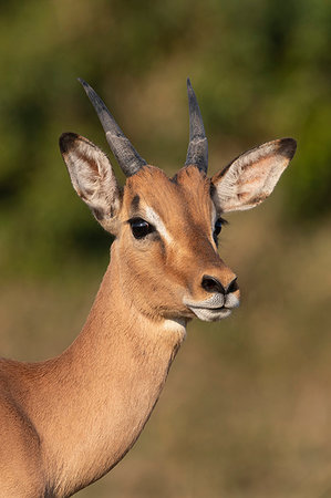 simsearch:841-09257138,k - Impala, Aepyceros melampus, sub-adult male, iMfolozi game reserve, KwaZulu-Natal, South Africa Fotografie stock - Rights-Managed, Codice: 841-09256877