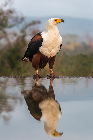 African fish eagle, Haliaeetus vocifer,  Zimanga private game reserve, KwaZulu-Natal, South Africa Photographie de stock - Rights-Managed, Code: 841-09256871
