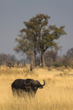 simsearch:841-09256925,k - Cape buffalo, Syncerus caffer,  Khwai Conservancy, Botswana, Southern Africa Foto de stock - Con derechos protegidos, Código: 841-09256884
