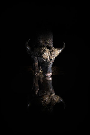 simsearch:841-08821730,k - Cape buffalo, Syncerus caffer, drinking at night, Zimanga private game reserve, KwaZulu-Natal, South Africa Foto de stock - Con derechos protegidos, Código: 841-09256885