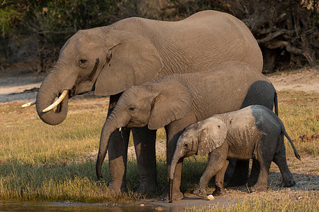 simsearch:6119-09085631,k - African elephants, Loxodonta africana, drinking, Chobe river, Botswana, Southern Africa Foto de stock - Con derechos protegidos, Código: 841-09256886