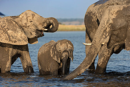 drei tiere - African elephants, Loxodonta africana, drinking, Chobe river, Botswana, Southern Africa Stockbilder - Lizenzpflichtiges, Bildnummer: 841-09256889