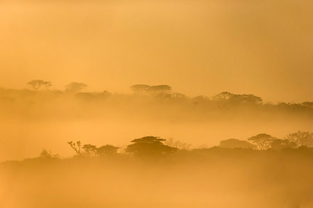 simsearch:841-09155093,k - iMfolozi game reserve at dawn, KwaZulu-Natal, South Africa Foto de stock - Con derechos protegidos, Código: 841-09256883