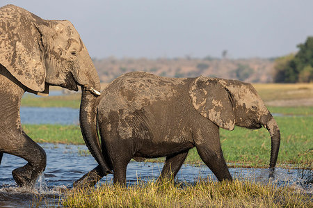 African elephants, Loxodonta africana,  Chobe river, Botswana, Southern Africa Stock Photo - Rights-Managed, Code: 841-09256891