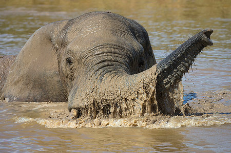 simsearch:841-09256898,k - African elephant, Loxodonta africana, bathing, Addo elephant national park, Eastern Cape, South Africa Foto de stock - Direito Controlado, Número: 841-09256905