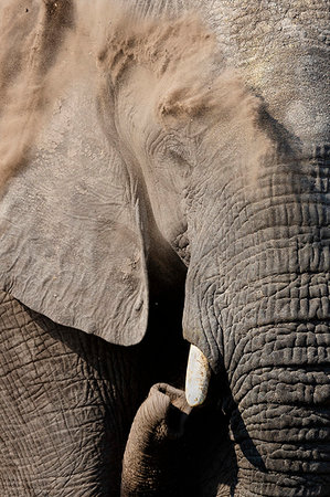 simsearch:6118-09076655,k - African elephant bull, Loxodonta africana, dusting, Khwai conservancy, Botswana, Southern Africa, Stock Photo - Rights-Managed, Code: 841-09256900