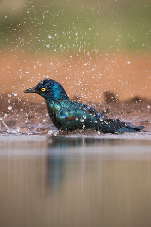 simsearch:841-08821730,k - Cape glossy starling, Lamprotornis nitens, bathing, Zimanga private game reserve, South Africa Photographie de stock - Rights-Managed, Code: 841-09256903