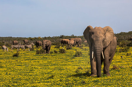 simsearch:841-09135178,k - African elephants, Loxodonta africana, in spring flowers, Addo elephant national park, Eastern Cape, South Africa Foto de stock - Con derechos protegidos, Código: 841-09256917