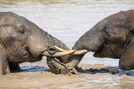 simsearch:841-09155230,k - African elephant, Loxodonta africana, bathing, Addo elephant national park, Eastern Cape, South Africa Stock Photo - Rights-Managed, Code: 841-09256911